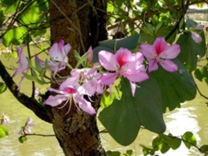 Foto: Arquivo Atlantica News